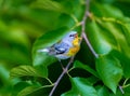 Northern Parula.