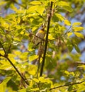 Northern Parula Warbler Perched in Tree Royalty Free Stock Photo