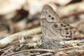 Northern Pearly Eye Royalty Free Stock Photo