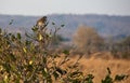 Northern pied-babbler