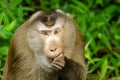 Northern pig-tailed macaque Macaca leonina in Khao Yai National Park Royalty Free Stock Photo