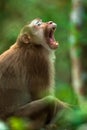 Northern pig-tailed macaque yawning on the tree Royalty Free Stock Photo