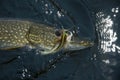 Northern Pike Royalty Free Stock Photo