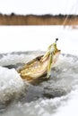 Northern Pike being pulled through the hole while ice fishing Royalty Free Stock Photo