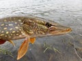 Northern Pike Royalty Free Stock Photo