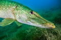 Northern pike, a common freshwater fish in Germany