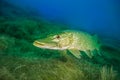 Northern pike, a common freshwater fish in Germany