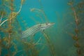 Northern pike, esox lucius, czech dive Royalty Free Stock Photo