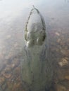 northern pike, esox lucius, in the shallows of lake , czech republic Royalty Free Stock Photo