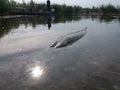 Pike esox lucius in the lake submerged