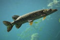 Northern pike (Esox lucius).