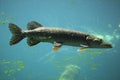 Northern pike (Esox lucius). Royalty Free Stock Photo