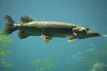 Northern pike (Esox lucius). Royalty Free Stock Photo
