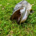 Northern pike on the grass