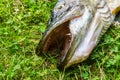 Northern pike in the grass