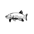 Northern Pike Lakes Pike or Jackfish Swimming Retro Black and White Royalty Free Stock Photo