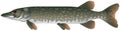 Northern pike realistic vector illustration