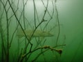 Northern pike esox lucius underwater scuba diving encounter in Most lake czech republic freshwater predatory species fish Royalty Free Stock Photo