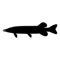 Pike Fish (Esox) Swimming On a Side View Silhouette Found In Map Of Europe And North America.