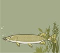 Northern Pike Vector