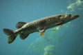 Northern pike (Esox lucius). Royalty Free Stock Photo