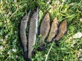 The northern pikes (Esox lucius) and tench or doctor fish (Tinca tinca) caught during fishing Royalty Free Stock Photo