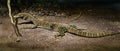 Northern Pilbara rock monitor 2 Royalty Free Stock Photo