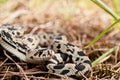 Northern Pine Snake Royalty Free Stock Photo
