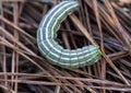 Northern Pine Sphinx Caterpillar - Lapara bombycoides