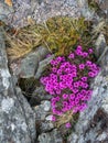 The flowers bloom on the rocks Royalty Free Stock Photo