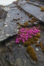 The flowers bloom on the rocks Royalty Free Stock Photo