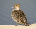 Northern Pintail