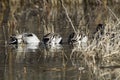 Northern Pintail, Anas acuta