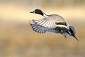 Northern Pintail ( Anas acuta) Royalty Free Stock Photo