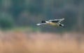Northern Pintail, Anas acuta bird in flight over marshland Royalty Free Stock Photo