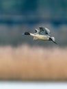 Northern Pintail, Anas acuta bird in flight over marshland Royalty Free Stock Photo