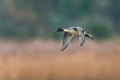 Northern Pintail, Anas acuta bird in flight over marshland Royalty Free Stock Photo