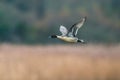 Northern Pintail, Anas acuta bird in flight over marshland Royalty Free Stock Photo