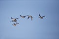 Northern pintail, Anas acuta Royalty Free Stock Photo