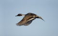 Northern pintail, Anas acuta Royalty Free Stock Photo
