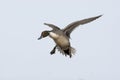 Northern pintail, Anas acuta Royalty Free Stock Photo