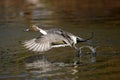 Northern pintail, Anas acuta Royalty Free Stock Photo