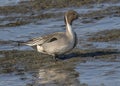 Northern Pintail Anas acuta walking in mud, Edwin B. Forsythe National Wildlife Refuge