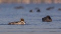 Northern Pintail On Clean Sea Royalty Free Stock Photo