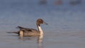 Northern Pintail On Clean Sea Royalty Free Stock Photo