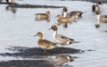 Northern Pintail duck