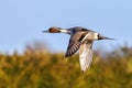 Northern Pintail Drake - Anas acuta flying over a wetland.. Royalty Free Stock Photo