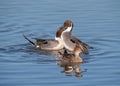 Northern Pintail Drakes - Anas acuta fighting over a female.