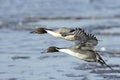 Northern Pintail Drakes(Anas acuta) in flight Royalty Free Stock Photo