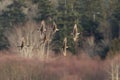 Flying Northern Pintail